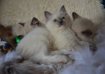 femelle blue point-mitted  - Chatterie Ragdolls du Val de Beauvoir